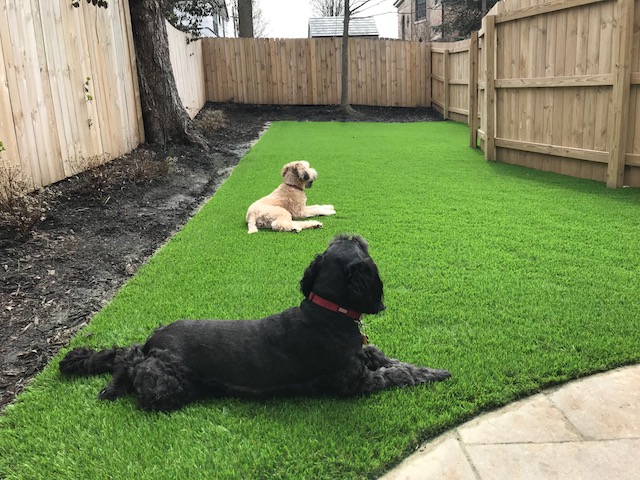 Dog-friendly synthetic turf after the Motz Turf Farms installation