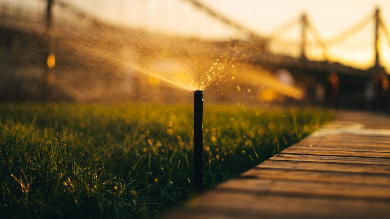 Sprinkler watering fresh green grass in morning light